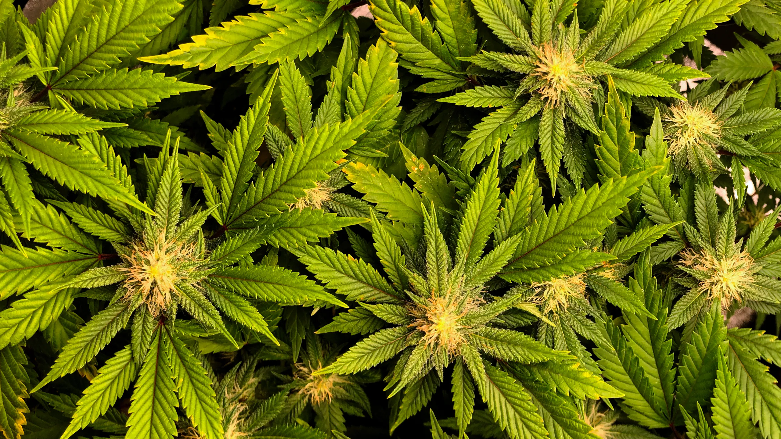 Imagen educativa relacionada con el cannabis